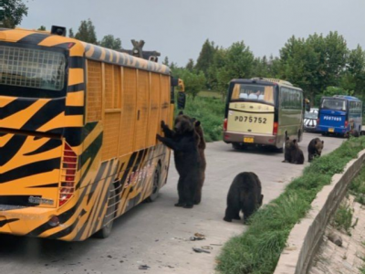 Orrore allo zoo di Shanghai in Cina, guardiano viene sbranato da orsi bruni sotto gli occhi dei visitatori - VIDEO