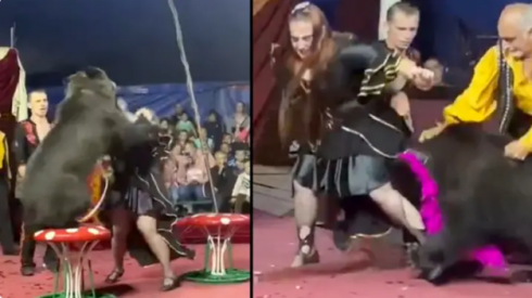Orso attacca un'addestratrice durante un'esibizione circense in Russia