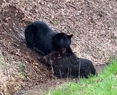 Orso dilania un cinghiale: lo scontro nel Parco nazionale delle Great Smoky Mountains – VIDEO. 