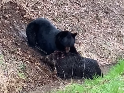 Orso dilania un cinghiale: lo scontro nel Parco nazionale delle Great Smoky Mountains – VIDEO. 