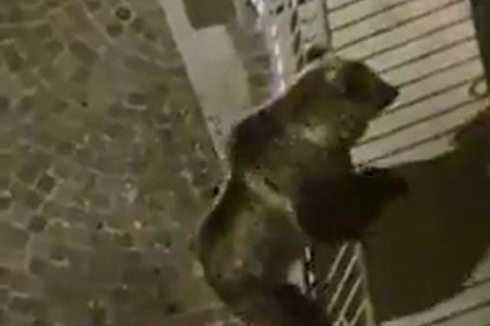 Ambiente e lockdown da coronavirus. Un orso si arrampica su un balcone ieri notte nel centro di Calliano in Trentino. 