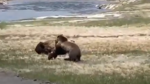 Yellowstone, orso insegue il bisonte. Ecco un video mozzafiato