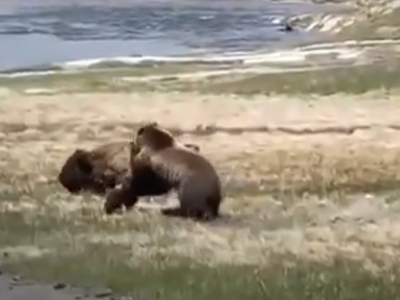Yellowstone, orso insegue il bisonte. Ecco un video mozzafiato