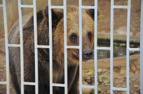 Orso bruno attacca una donna nella regione di Kursk - VIDEO