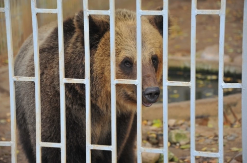 Orso bruno attacca una donna nella regione di Kursk  - VIDEO