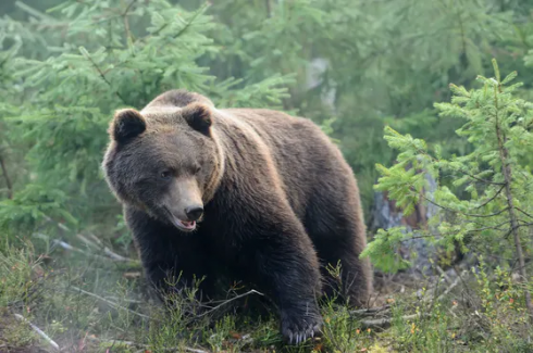 Slovacchia orso bruno sbrana escursionista in una foresta.