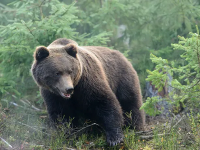 Slovacchia orso bruno sbrana escursionista in una foresta.
