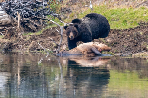 Guida del Parco di Yellowstone sbranata da un orso.