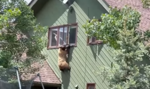 Orso bruno cerca di calarsi dalla finestra di un secondo piano: il video diventa virale