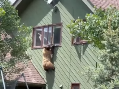 Orso bruno cerca di calarsi dalla finestra di un secondo piano: il video diventa virale
