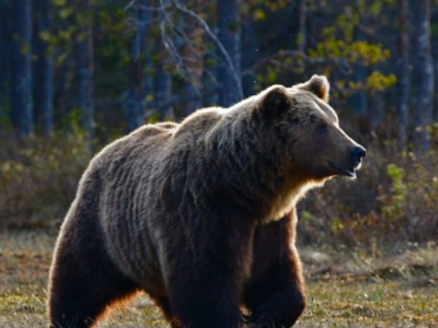 Crudeltà verso gli animali: hanno sparato e ucciso una mamma orsa con il suo cucciolo sulla National Highway in Grecia