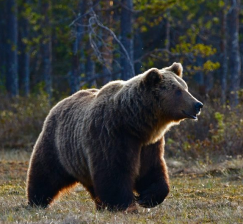 Crudeltà verso gli animali: hanno sparato e ucciso una mamma orsa con il suo cucciolo sulla National Highway in Grecia