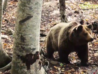 Escursionista muore dopo essere stato spinto in un burrone da un orso sul monte Frakto a Drama in Grecia.