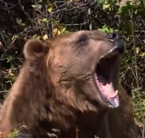 Un orso grizzly attacca i bambini della scuola elementare! 