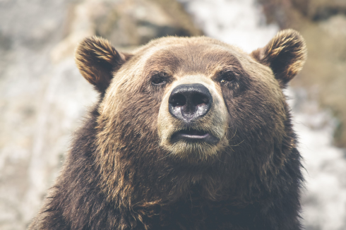 Lo afferrò per il collo e lo portò nella foresta: un francese ucciso da un orso grizzly in Canada