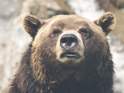 Lo afferrò per il collo e lo portò nella foresta: un francese ucciso da un orso grizzly in Canada