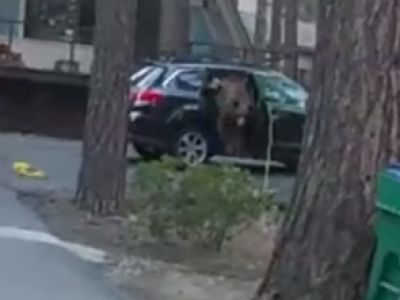 Orso nero apre lo sportello di una macchina e si ritrova intrappolato, bloccato sul sedile posteriore: la scena è esilarante