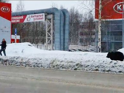 Russia: un orso rincorre un pedone in città e si schianta contro un autobus. Il video