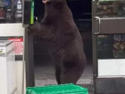 Orso entra in negozio e usa il disinfettante per le mani. 