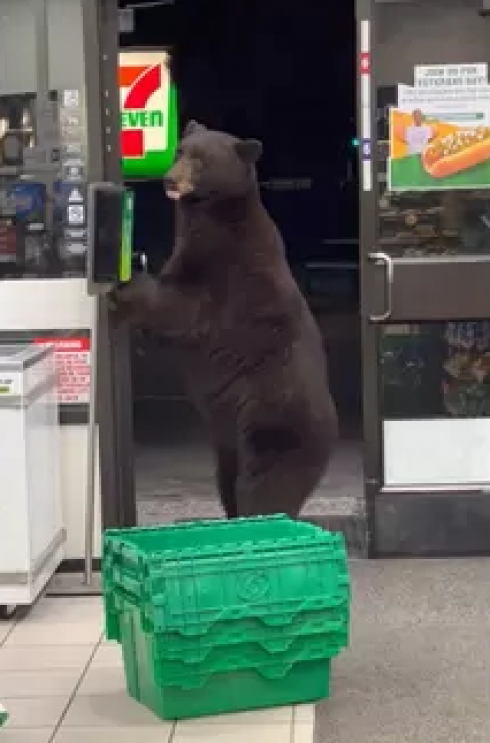 Orso entra in negozio e usa il disinfettante per le mani.