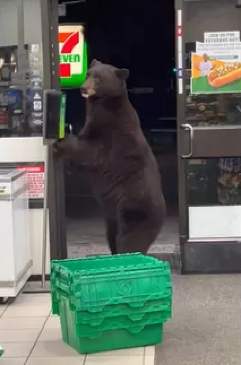 Orso entra in negozio e usa il disinfettante per le mani. 