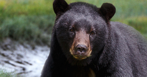 L'orso nero uccide 66enne in un campeggio mentre sta bevendo il suo caffè