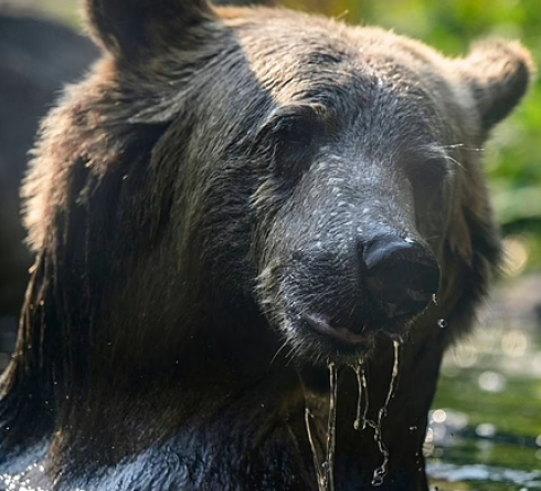 Una donna californiana di 71 anni è stata sbranata a morte da un orso durante un'irruzione in casa