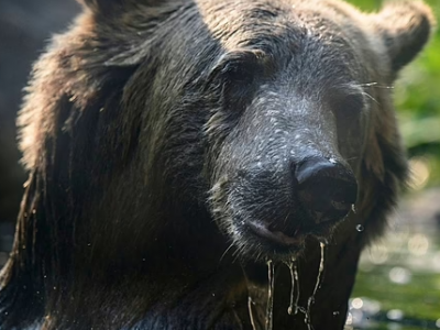 Una donna californiana di 71 anni &egrave; stata sbranata a morte da un orso durante un'irruzione in casa