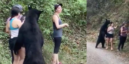 Incontro finito bene tra un orso nero e tre ragazze. Una delle donne ne approfitta per fare un selfie.