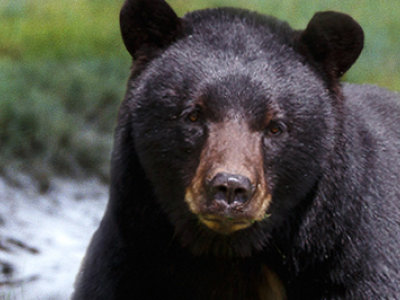 L'orso nero uccide 66enne in un campeggio mentre sta bevendo il suo caffè