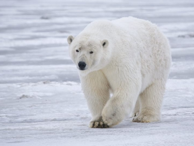 Un orso polare muore per la prima volta a causa dell'influenza aviaria