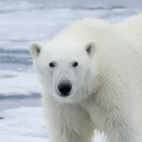 Turista ferita da un orso polare in Norvegia