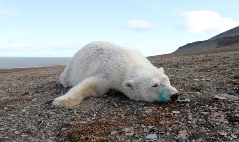 Norvegia: un orso polare uccide un campeggiatore. 