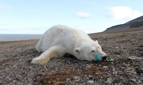 Norvegia: un orso polare uccide un campeggiatore.