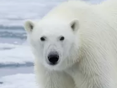 Turista ferita da un orso polare in Norvegia