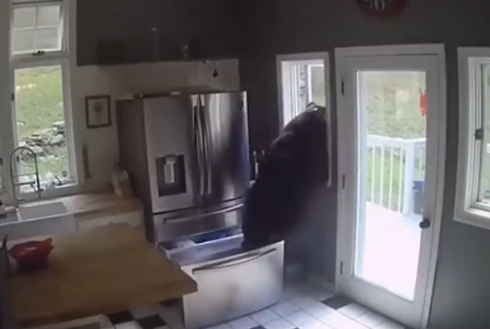 Orso affamato entra in casa apre il frigo e ruba le lasagne dal frigorifero - il video