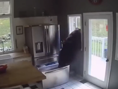 Orso affamato entra in casa apre il frigo e ruba le lasagne dal frigorifero - il video