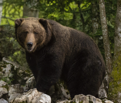 Orrore in Russia: un orso fa a pezzi il padre di un famoso atleta