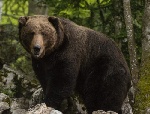Orrore in Russia: un orso fa a pezzi il padre di un famoso atleta