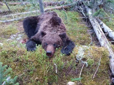 Brutale attacco di orso a turisti: ucciso ragazzo 