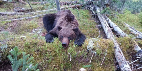 Brutale attacco di orso a turisti: ucciso ragazzo