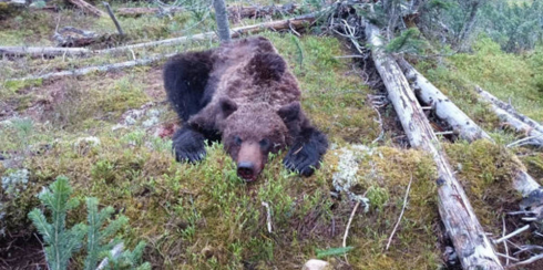 Brutale attacco di orso a turisti: ucciso ragazzo 