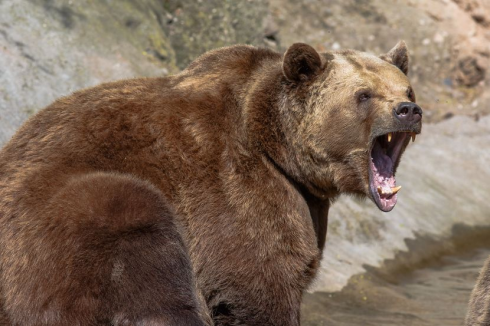 Nel nord della Slovacchia è stato dichiarato lo stato di emergenza a causa della comparsa degli orsi