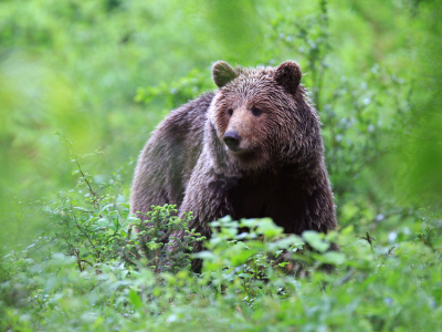 Uomo aggredito da orso - VIDEO