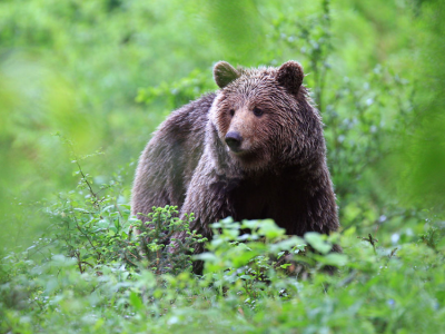In Slovenia orso attacca e ferisce 80enne
