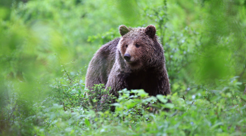In Slovenia orso attacca e ferisce 80enne