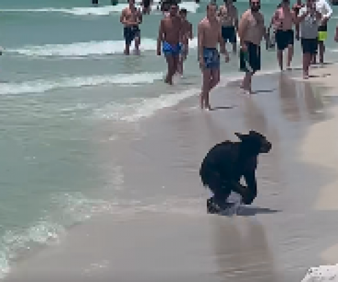 Florida, l’orso in gita al mare, sorpresa fra i bagnanti: i video diventano virali