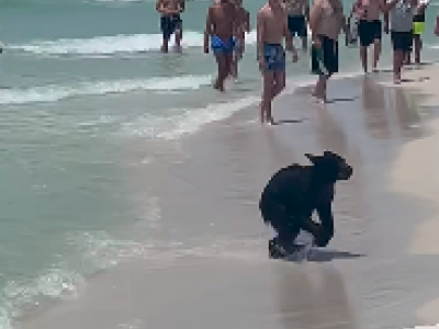 Florida, l’orso in gita al mare, sorpresa fra i bagnanti: i video diventano virali