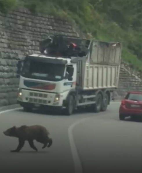 In Trentino gli orsi attraversano la strada: sorpresa fra gli automobilisti a Dorsino, in Trentino
