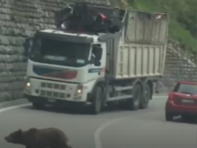 In Trentino gli orsi attraversano la strada: sorpresa fra gli automobilisti a Dorsino, in Trentino